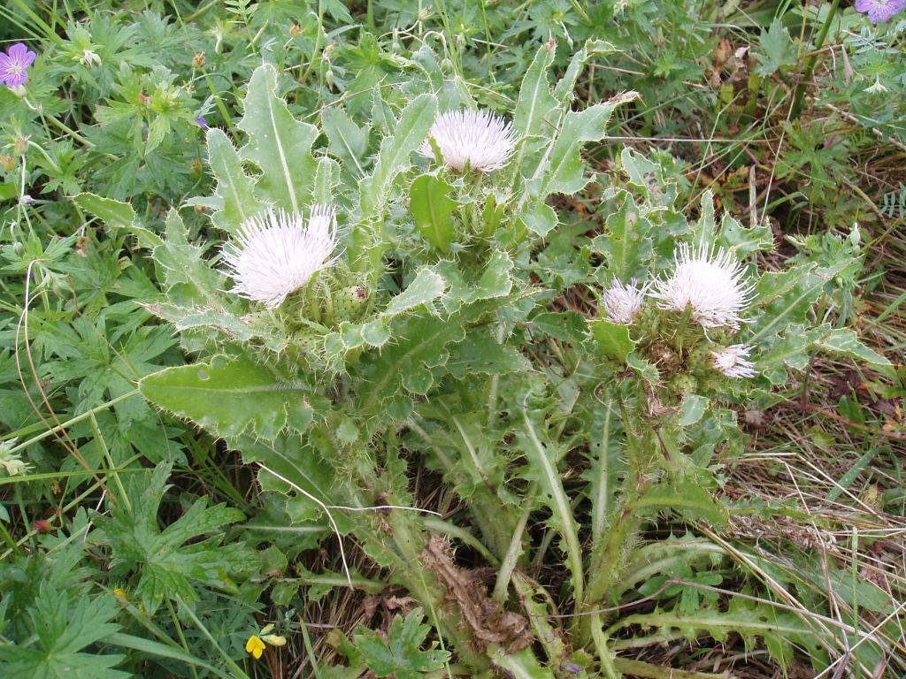 Изображение особи Cirsium roseolum.