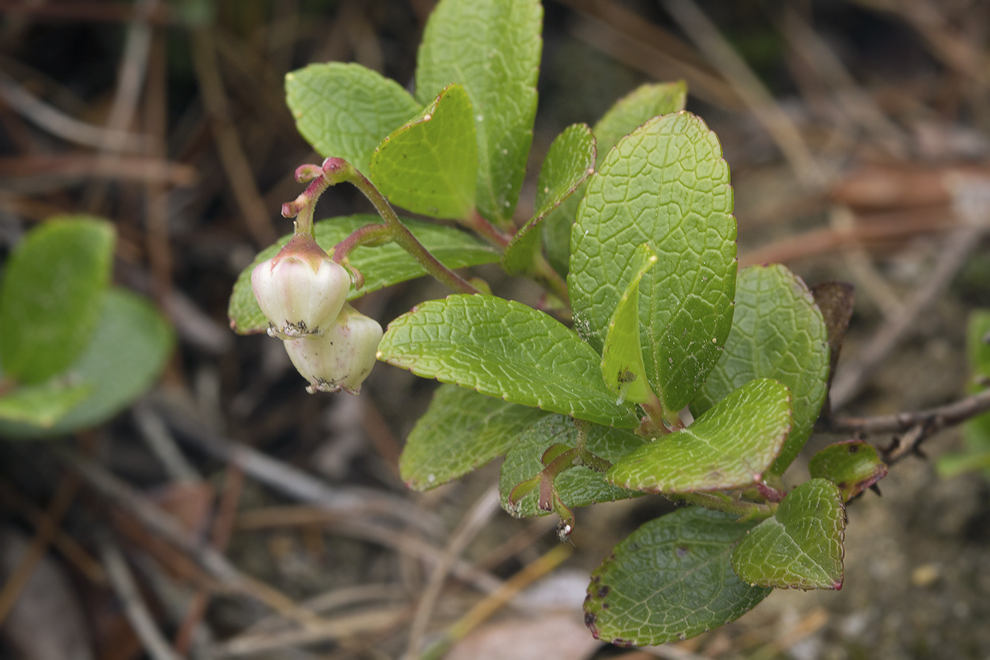 Изображение особи Gaultheria miqueliana.