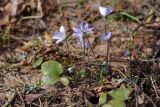 Hepatica nobilis. Цветущие растения. Ленинградская обл., Всеволожский р-н, окр. пос. Куйвози, смешанный лес. 05.05.2019.