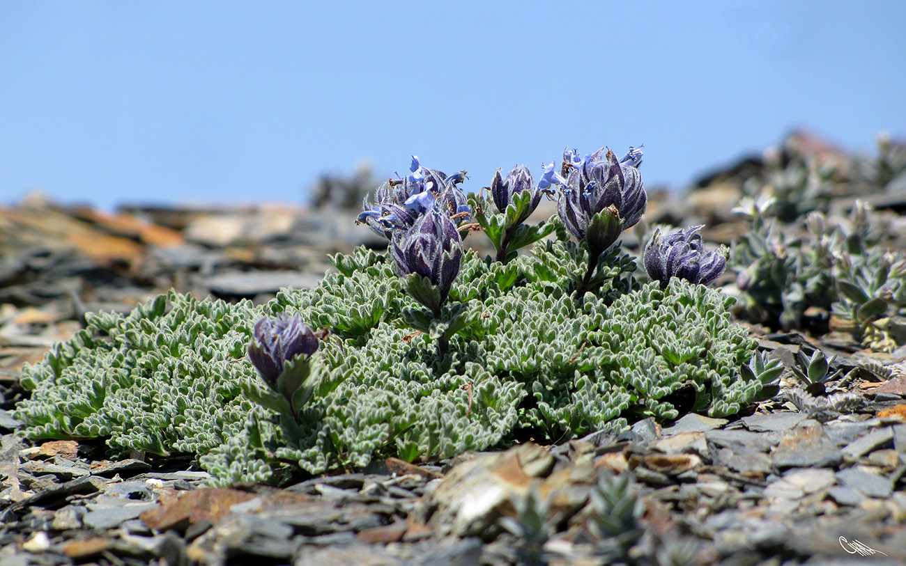 Image of Nepeta lipskyi specimen.