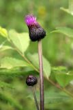 Cirsium heterophyllum. Верхушки побегов с распускающимся (вверху) и развивающимся соцветием. Карельский перешеек, окр. Сертолово, на просеке газопровода. 26.06.2019.