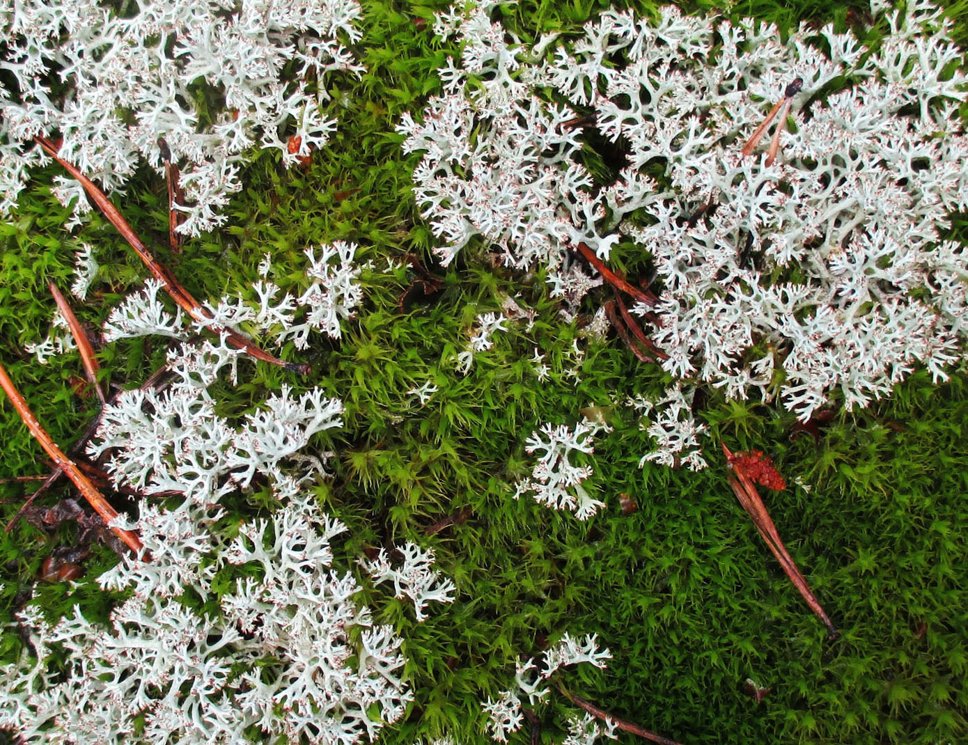 Изображение особи род Cladonia.