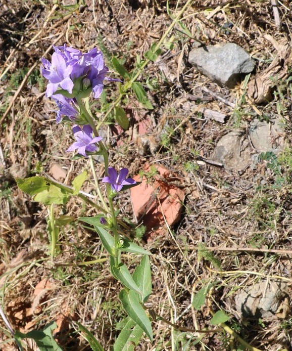 Изображение особи Campanula glomerata.