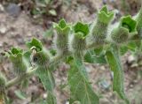 Hyoscyamus niger. Часть побега с незрелыми плодами. Кыргызстан, Чуйская обл., окр. г. Бишкек восточнее с. Орто-Сай, подножье холма (предгорье). 25.05.2019.