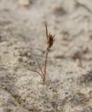 Juncus minutulus