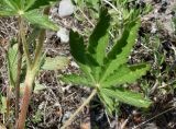 Potentilla pedata