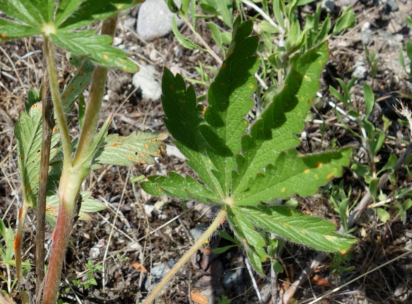 Image of Potentilla pedata specimen.