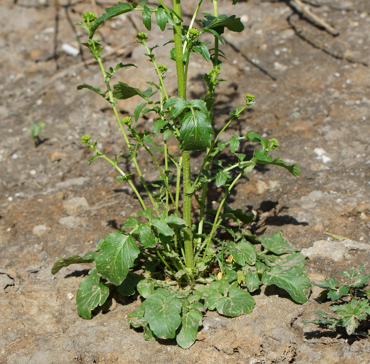 Image of Barbarea arcuata specimen.