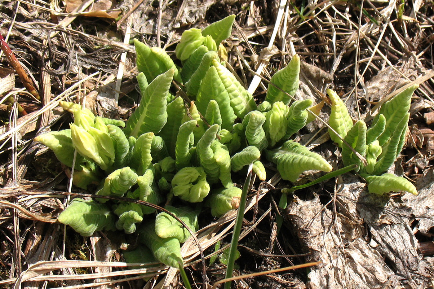 Image of Primula veris specimen.