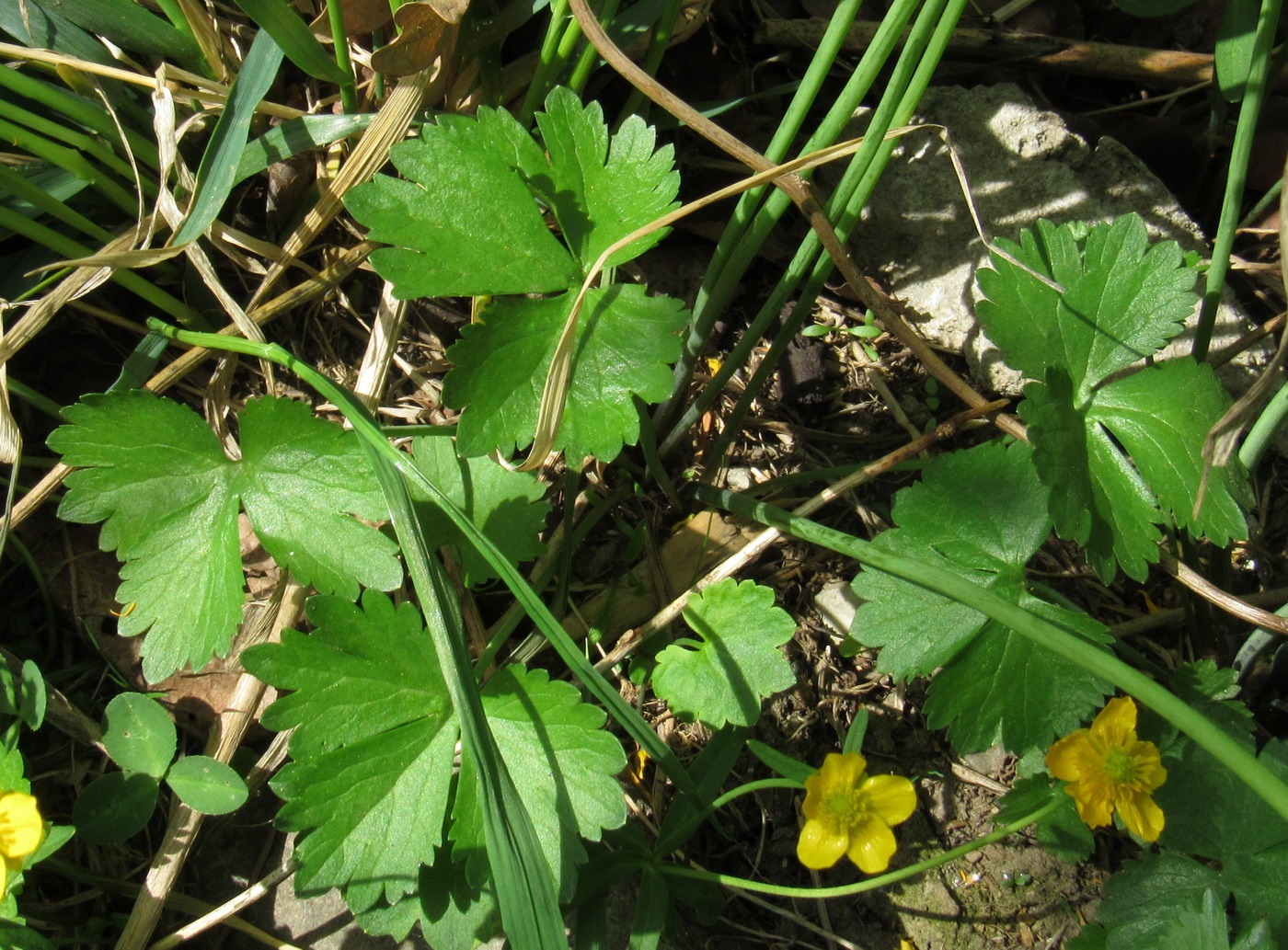 Image of Ranunculus bujbensis specimen.