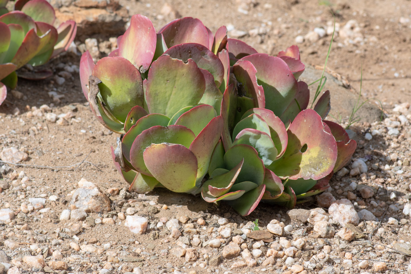 Image of Cotyledon orbiculata specimen.