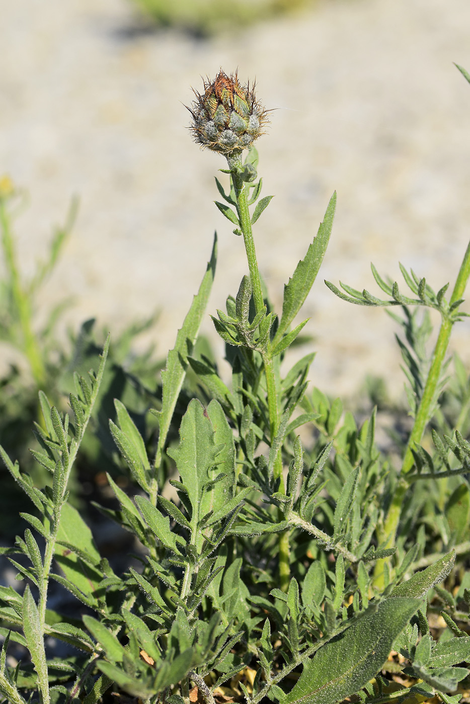 Image of Centaurea collina specimen.