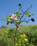 Rosa pygmaea