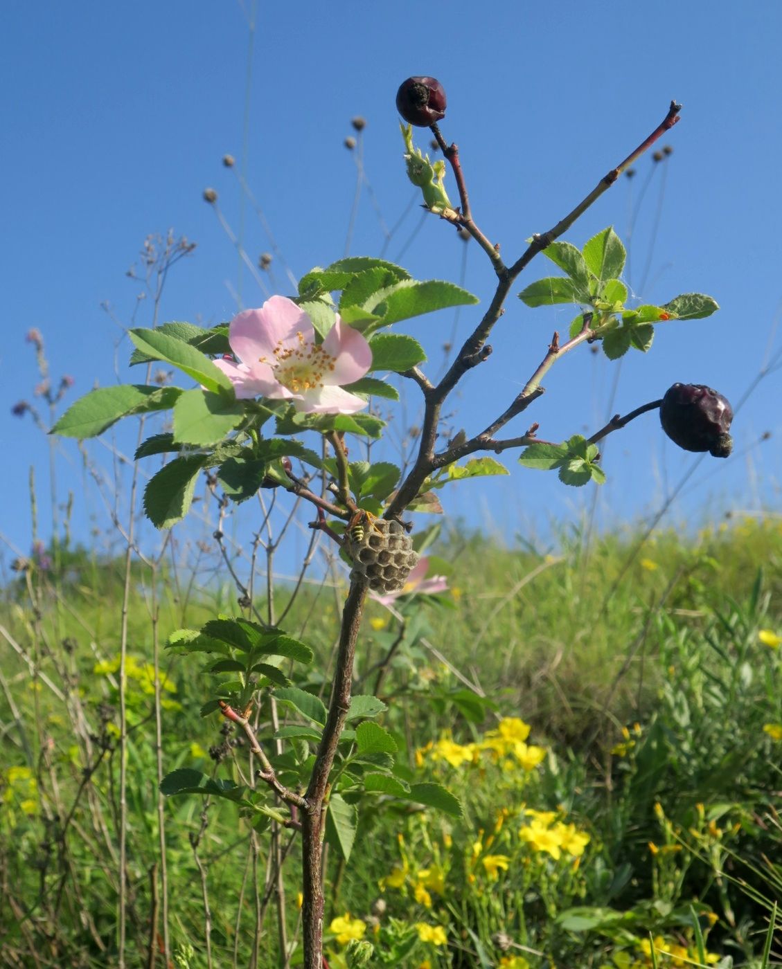 Image of Rosa pygmaea specimen.