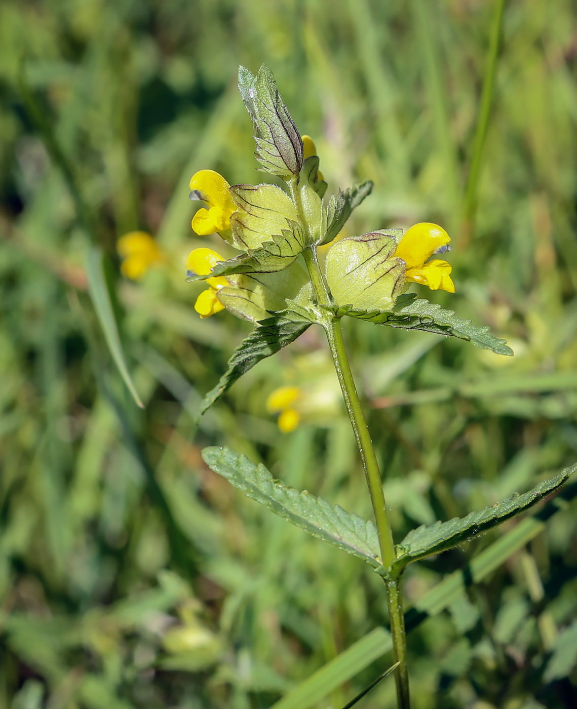 Изображение особи род Rhinanthus.