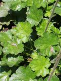 Heuchera &times; hybrida