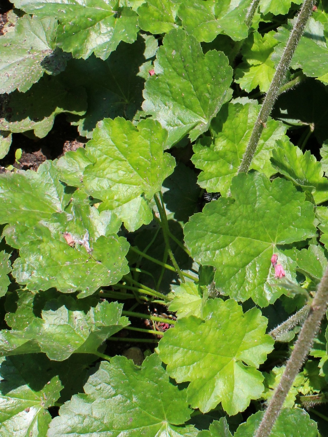 Image of Heuchera &times; hybrida specimen.