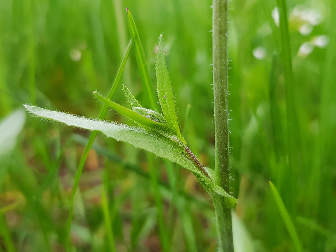 Изображение особи Capsella bursa-pastoris.