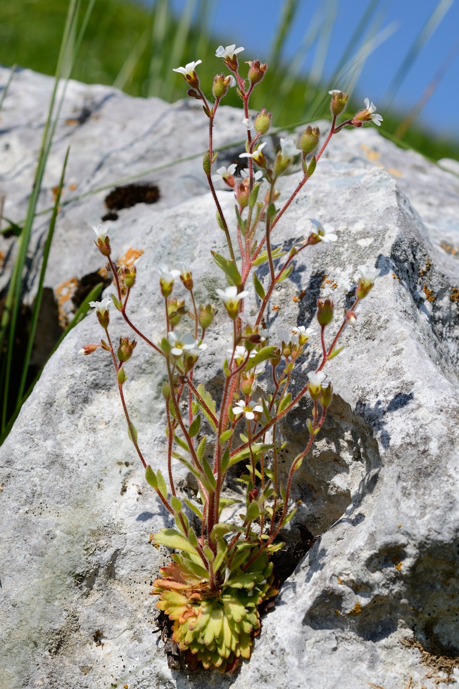 Image of Saxifraga adscendens specimen.