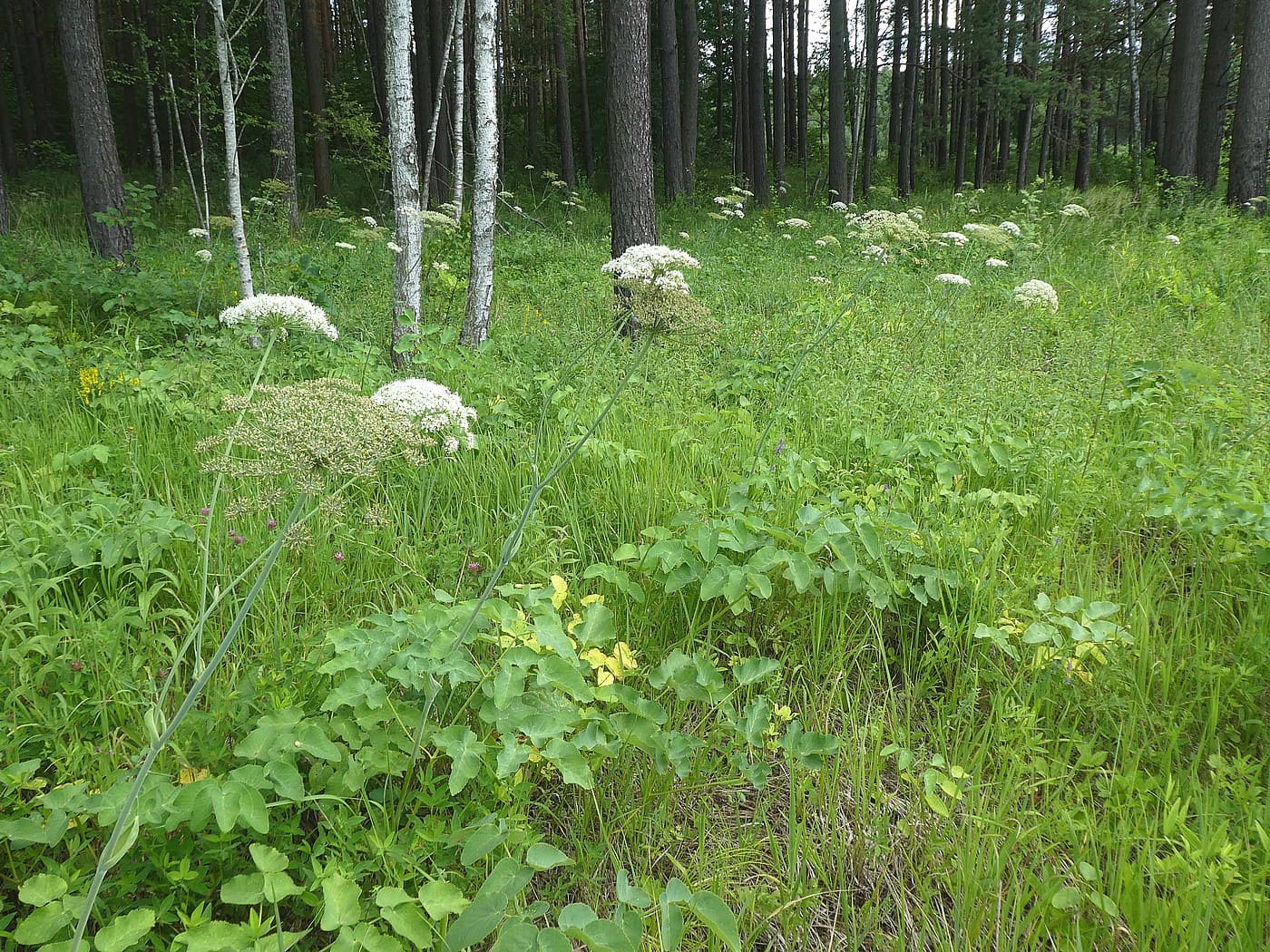 Изображение особи Laserpitium latifolium.