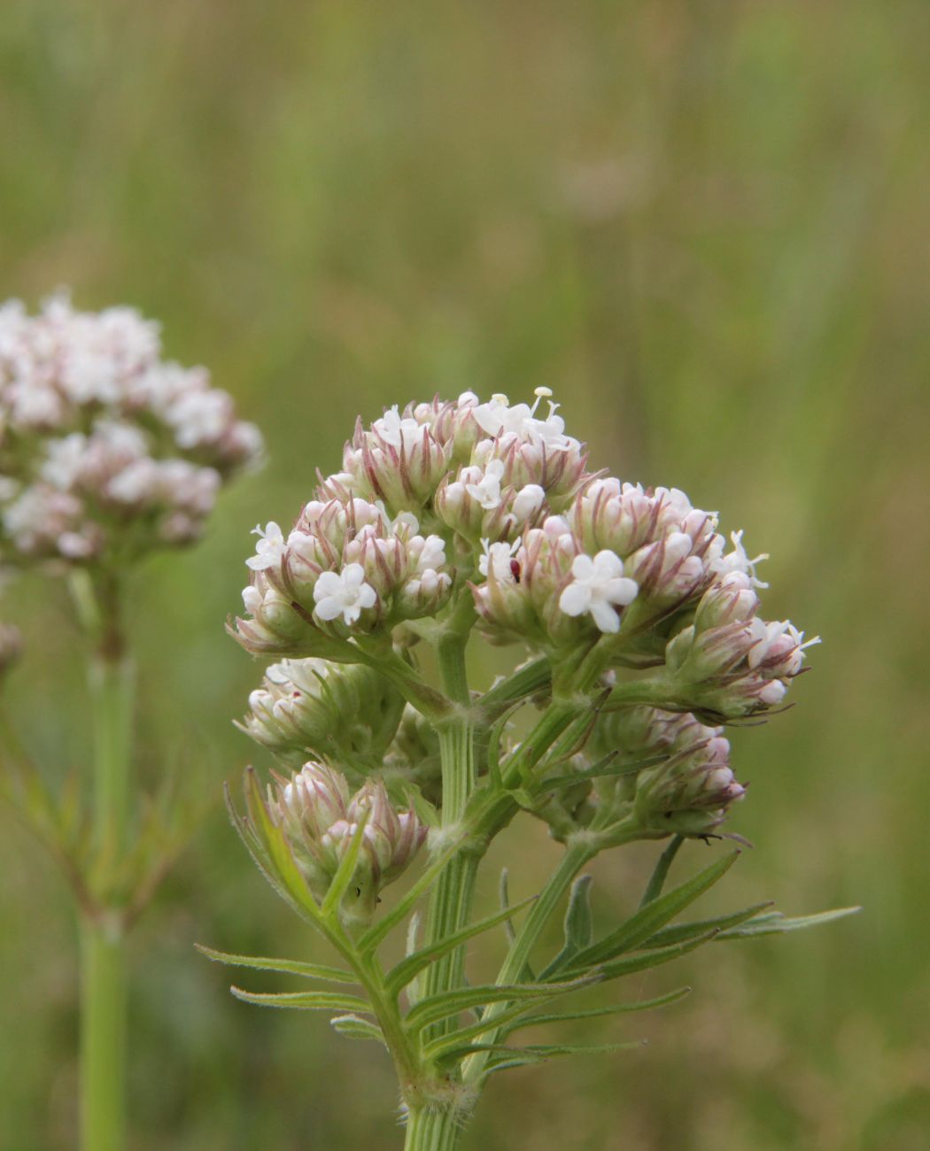 Изображение особи Valeriana officinalis.