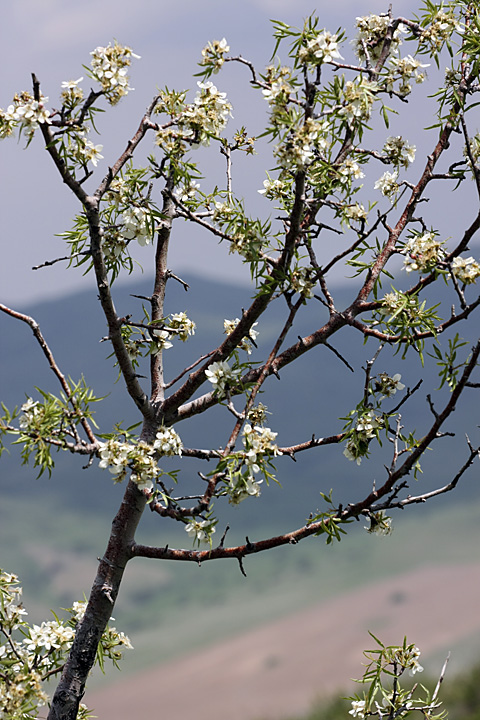 Image of Pyrus regelii specimen.