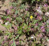 Gisekia africana