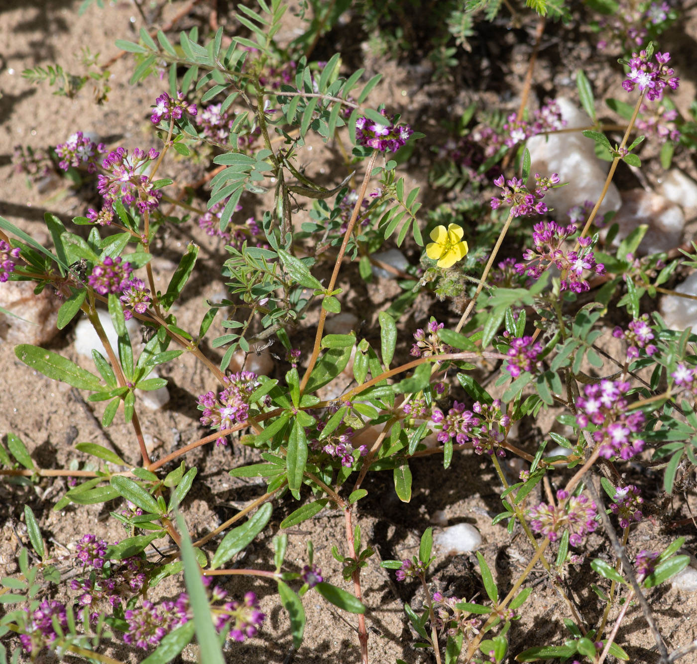 Image of Gisekia africana specimen.