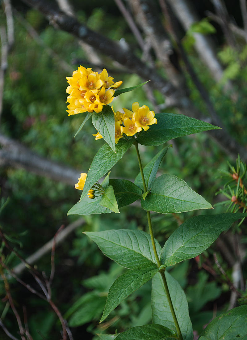 Image of Lysimachia vulgaris specimen.