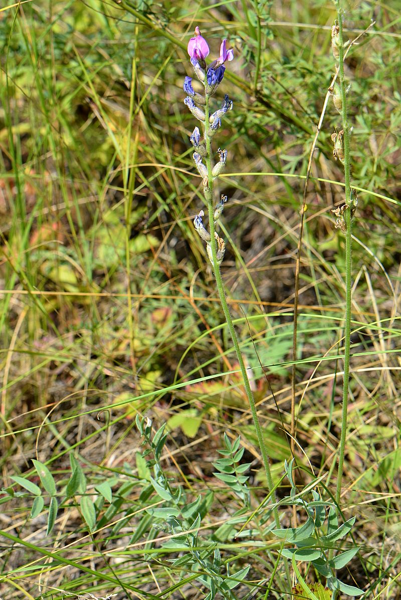 Изображение особи Oxytropis kasakorum.