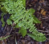 семейство Woodsiaceae