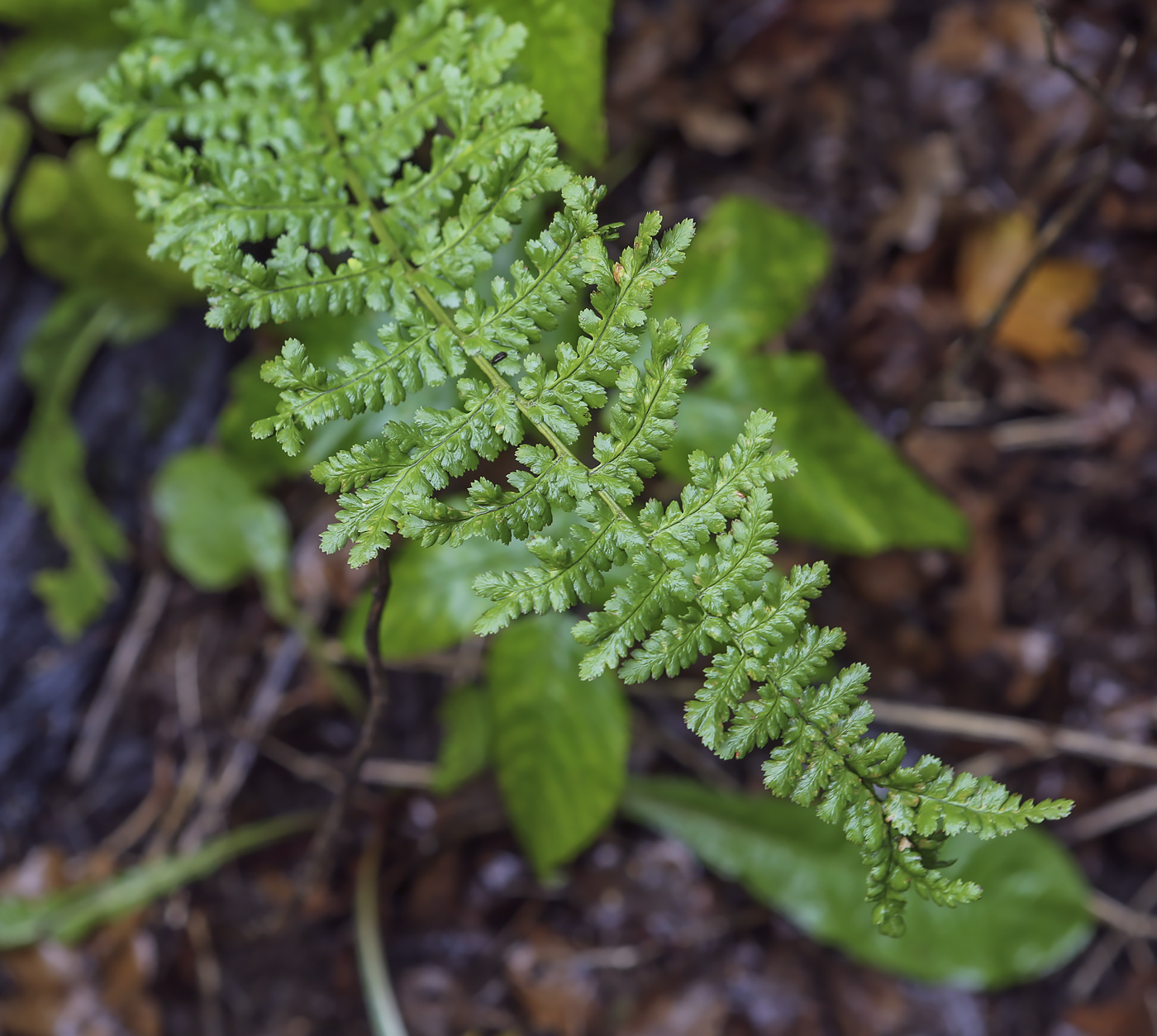 Изображение особи семейство Woodsiaceae.