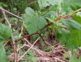 Crataegus sanguinea. Часть ветви. Тверская обл., Весьегонский р-н, ур. Пьяная поляна, сосновый лес, реликт культуры. 4 июня 2020 г.