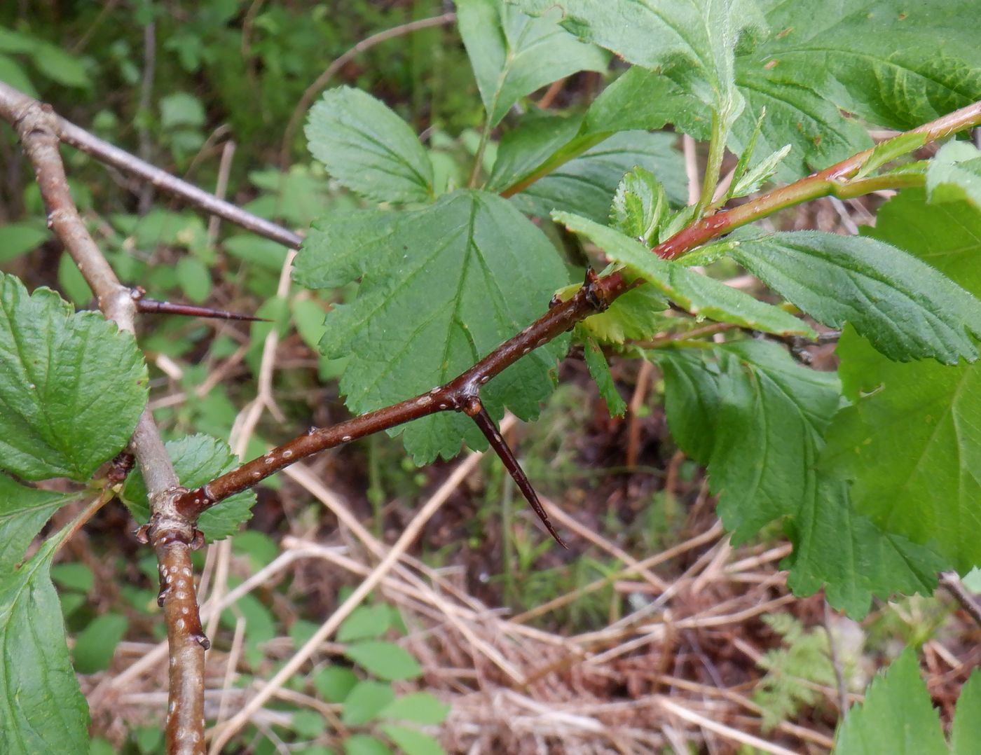 Изображение особи Crataegus sanguinea.