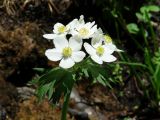 Anemonastrum crinitum. Соцветие. Иркутская обл., Слюдянский р-н, окр. пос. Ангасолка, дол. р. Ангасолка, смешанный лес. 23.05.2020.