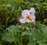 Solanum tuberosum. Соцветие, поражённое фитофторозом. Тверская обл., Весьегонский р-н, с. Чистая Дуброва, картофельник. 4 августа 2020 г.