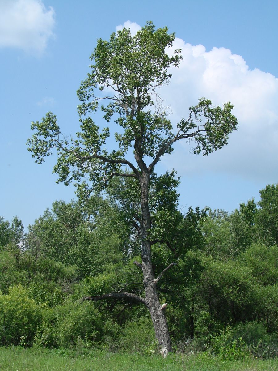 Изображение особи Populus suaveolens.