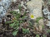 Erigeron uniflorus