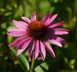 Echinacea purpurea