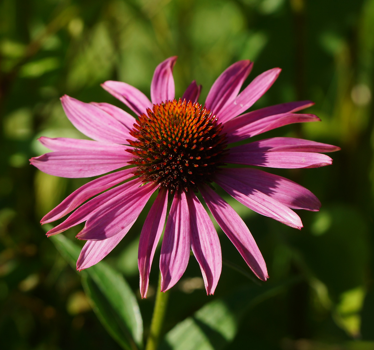 Изображение особи Echinacea purpurea.