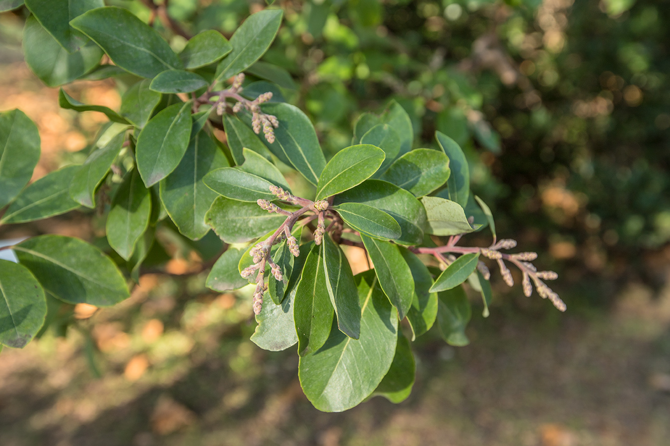 Image of Arbutus andrachne specimen.