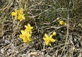 Narcissus assoanus. Цветущие растения. Испания, Каталония, пров. Барселона, комарка Осона, муниципалитет Рупит-и-Пруит, окр. водопада Сальт-де-Сальент, ≈802 м н.у.м., травянисто-кустарничковое сообщество. 24.02.2019.