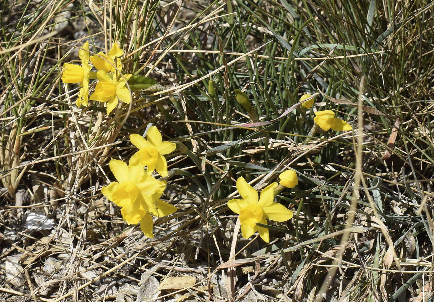 Изображение особи Narcissus assoanus.