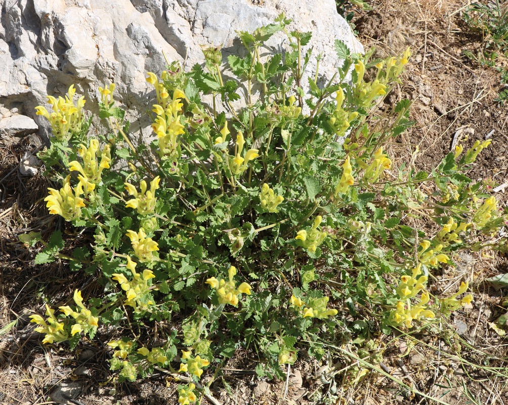 Image of Scutellaria orientalis specimen.