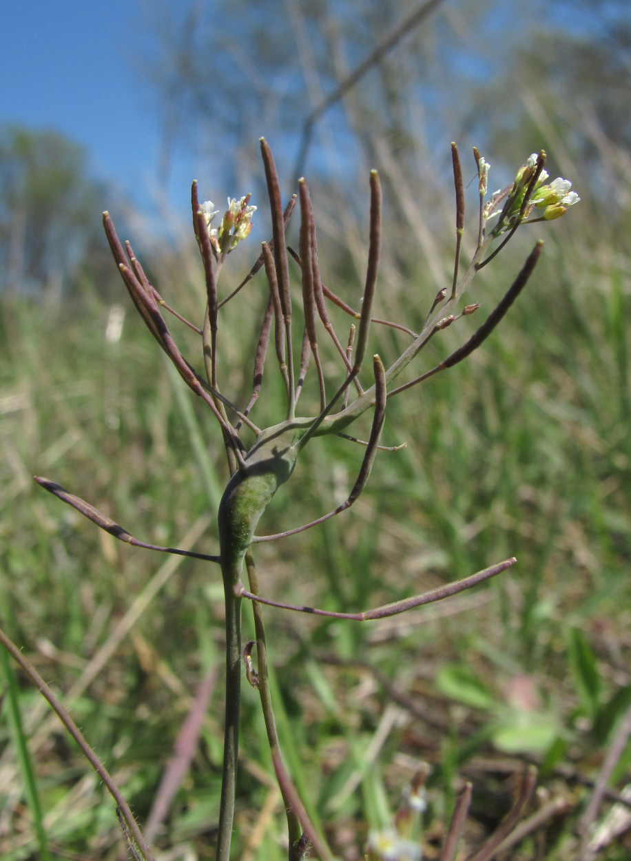 Изображение особи Arabidopsis thaliana.