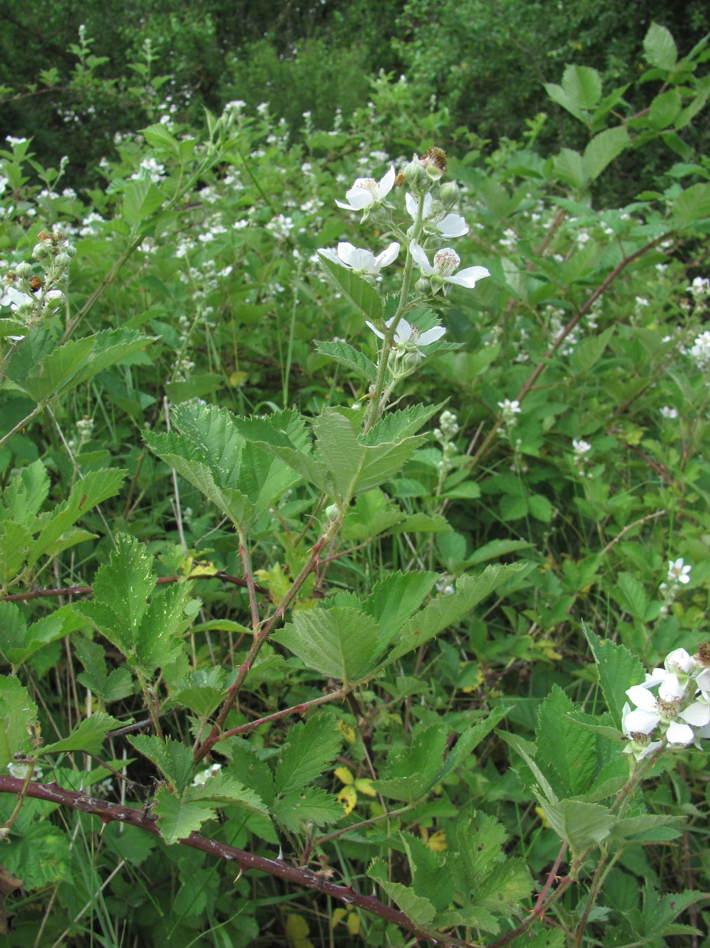 Изображение особи Rubus sanctus.