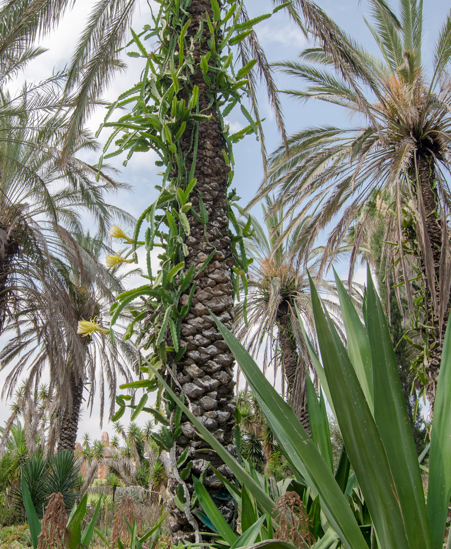 Image of genus Hylocereus specimen.