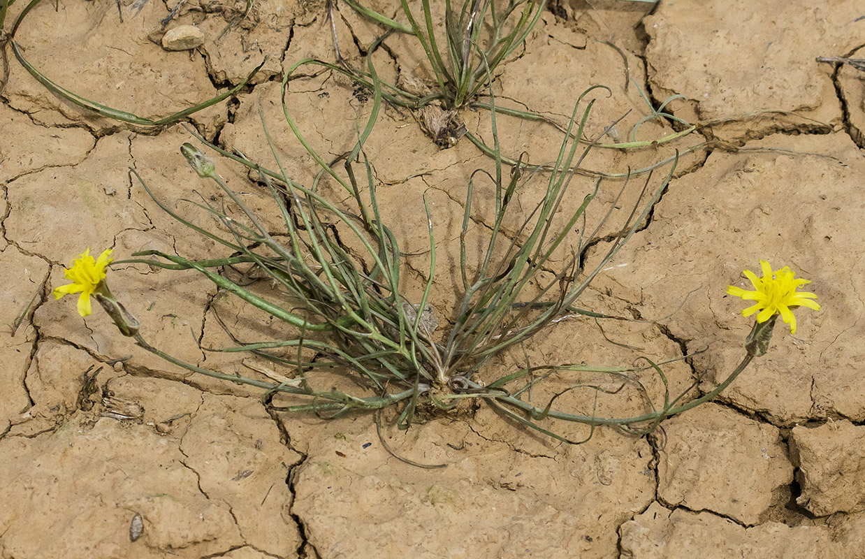 Image of Takhtajaniantha pusilla specimen.