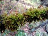 Hypnum cupressiforme