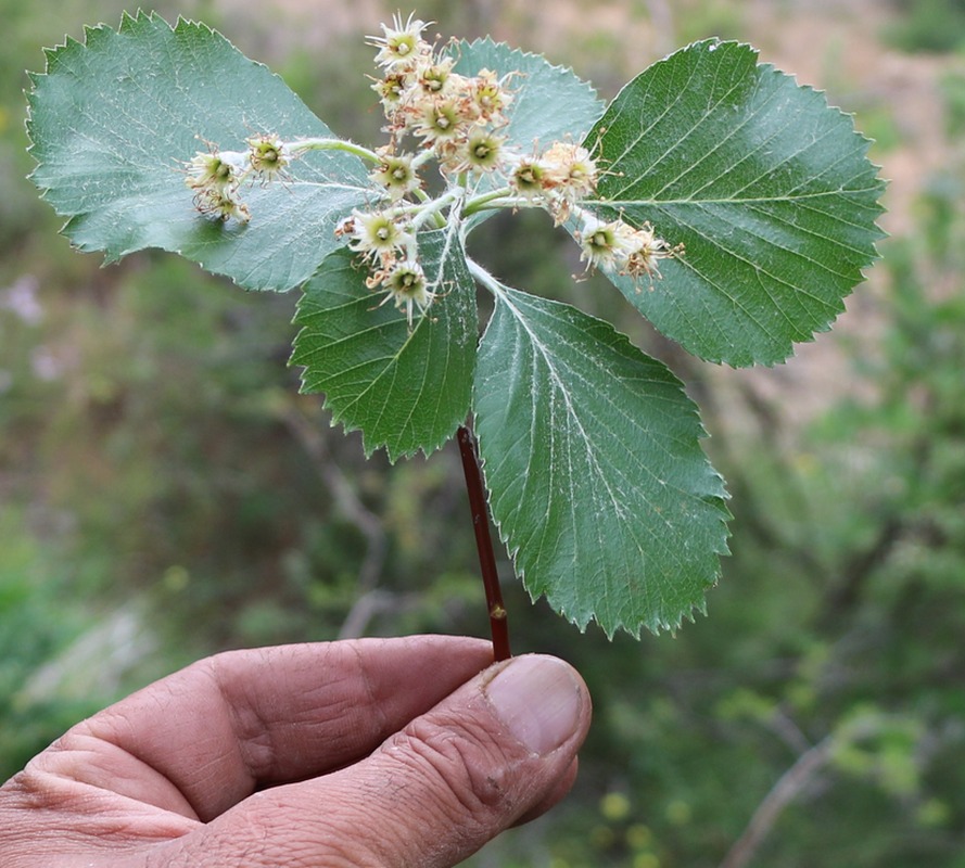 Image of genus Sorbus specimen.